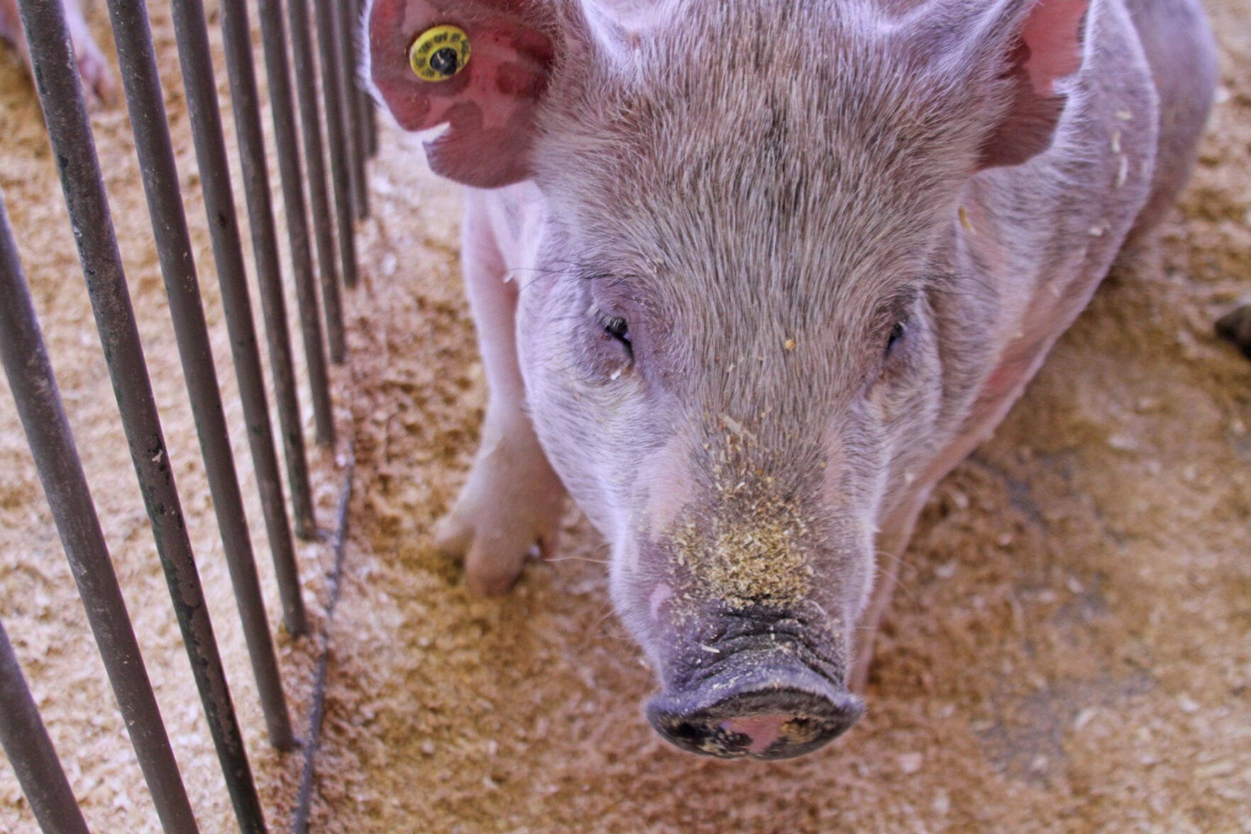 PHOTOS: Scenes from the Scotts Bluff County Fair